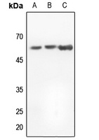 Histone Deacetylase 1 Rabbit Polyclonal Antibody