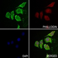 Histone Deacetylase 1 Rabbit Polyclonal Antibody