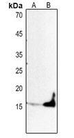 Histone H3 Antibody