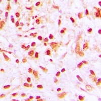 Histone H4 (Acetyl-K8) Rabbit Polyclonal Antibody