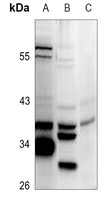 HLA-H Rabbit Polyclonal Antibody