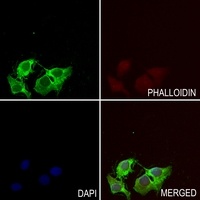 HLA-H Rabbit Polyclonal Antibody
