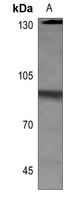 HSF1 (Phospho-S303) Rabbit Polyclonal Antibody
