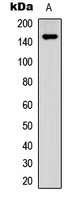 SHIP1 (Phospho-Y1021) Rabbit Polyclonal Antibody