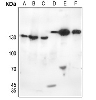EG5 (Phospho-T926) Rabbit Polyclonal Antibody
