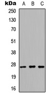 Kallikrein 6 Rabbit Polyclonal Antibody