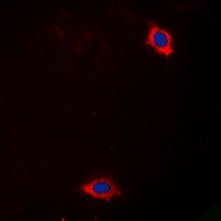 Laminin alpha 4 Rabbit Polyclonal Antibody