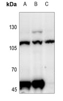 CD229 Rabbit Polyclonal Antibody