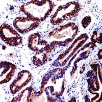 CD229 Rabbit Polyclonal Antibody