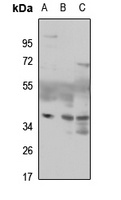 MAF1 Rabbit Polyclonal Antibody