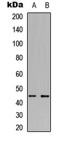 MKK1/2 Antibody