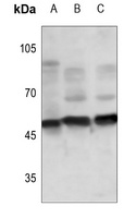TAU (Phospho-S673) Rabbit Polyclonal Antibody