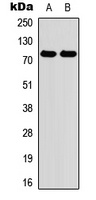 Myeloperoxidase Rabbit Polyclonal Antibody