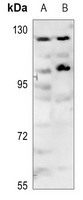 p116 Rip Rabbit Polyclonal Antibody