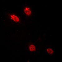 c-Myb Rabbit Polyclonal Antibody
