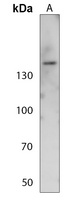 NFAT3 (Phospho-S676) Rabbit Polyclonal Antibody