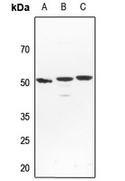 NFIL3 Rabbit Polyclonal Antibody