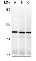 NF-kappaB p105/p50 (Phospho-S337) Antibody
