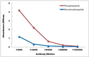 NF-kappaB p105/p50 (Phospho-S337) Antibody