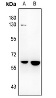 NR4A3 Rabbit Polyclonal Antibody