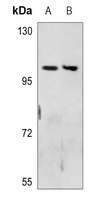 Neuropilin 2 Antibody