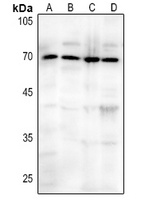 CD73 Rabbit Polyclonal Antibody