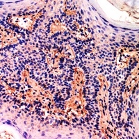 CD73 Rabbit Polyclonal Antibody