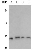 PFDN1 Antibody