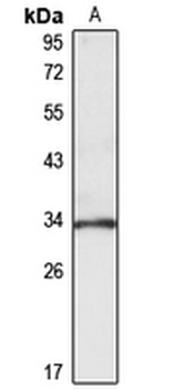 PSMG1 Rabbit Polyclonal Antibody