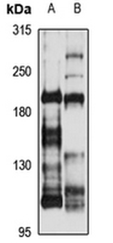 LRP4 Rabbit Polyclonal Antibody