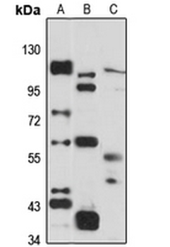 BTN3A3 Rabbit Polyclonal Antibody