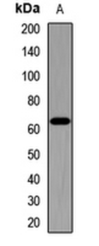 NUMBL Rabbit Polyclonal Antibody