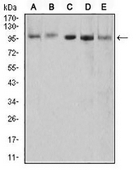 XRN2 Mouse Monoclonal Antibody