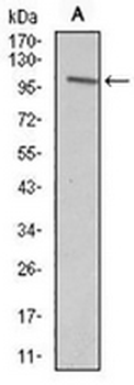 VAV1 Mouse Monoclonal Antibody