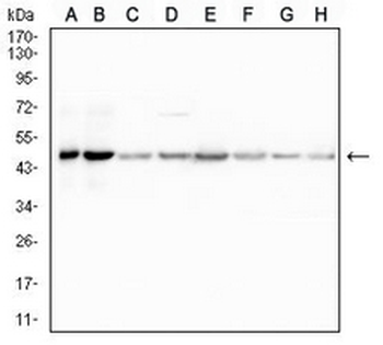 UQCRC1 Mouse Monoclonal Antibody