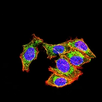 UQCRC1 Mouse Monoclonal Antibody