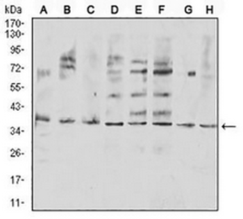 CD254 Mouse Monoclonal Antibody