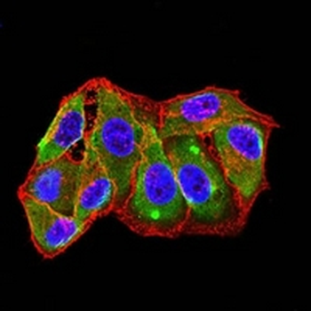 CD254 Mouse Monoclonal Antibody