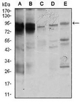 STAT5A Mouse Monoclonal Antibody