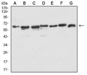Siglec 15 Mouse Monoclonal Antibody