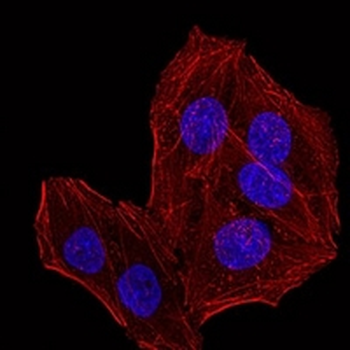 RbAp46 Mouse Monoclonal Antibody
