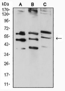 RAD52 Mouse Monoclonal Antibody
