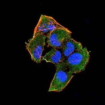 RAD52 Mouse Monoclonal Antibody