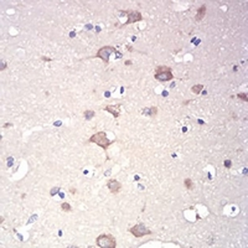 RAD21 Mouse Monoclonal Antibody