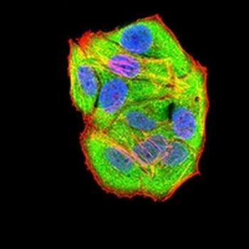 RAD21 Mouse Monoclonal Antibody