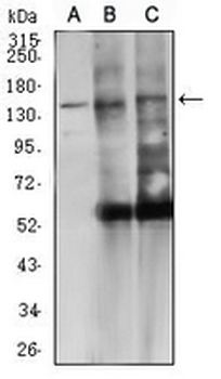 CD45 Mouse Monoclonal Antibody