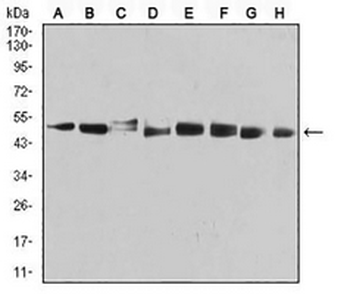 PSMC3 Mouse Monoclonal Antibody