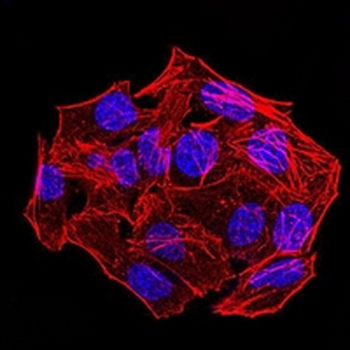 CARD12 (Phospho-S533) Rat Monoclonal Antibody