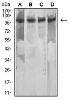 MSH2 Mouse Monoclonal Antibody