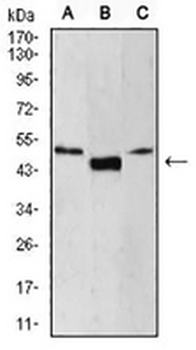 TCF1 alpha Mouse Monoclonal Antibody